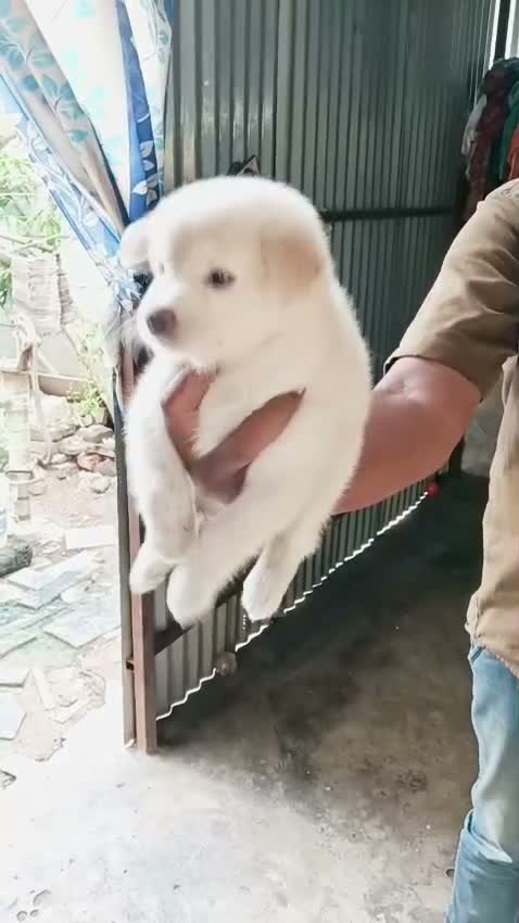 Culture Pom Puppy, farm video