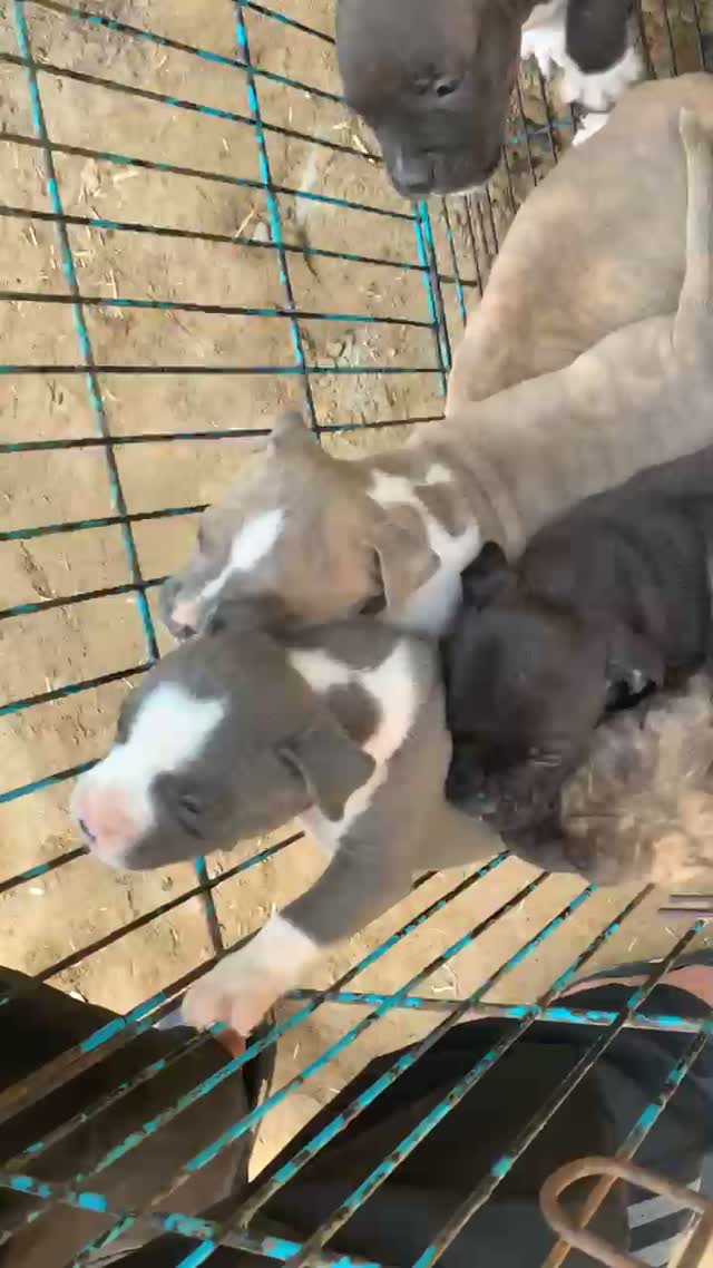American Bully XXL Size Puppy, farm video