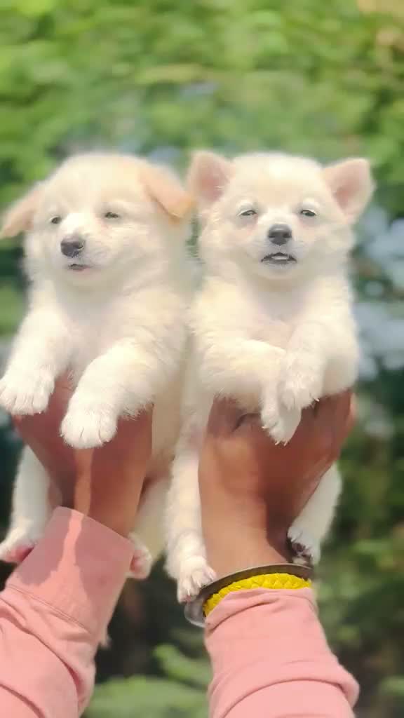 Dachshund Puppy | Brown & Tan, farm video