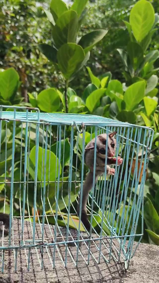 Sugar Glider | Grey, farm video