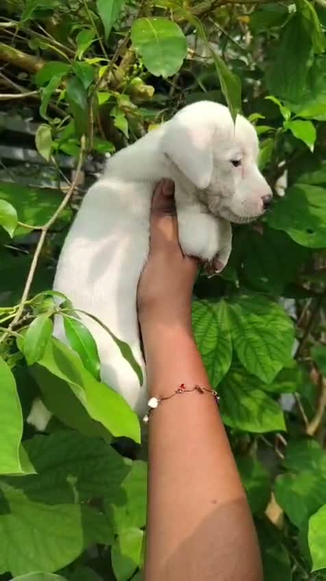 Dachshund Puppy | Brown & Tan, farm video