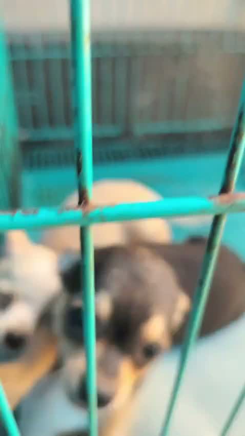 Dachshund Puppy | Brown & Tan, farm video