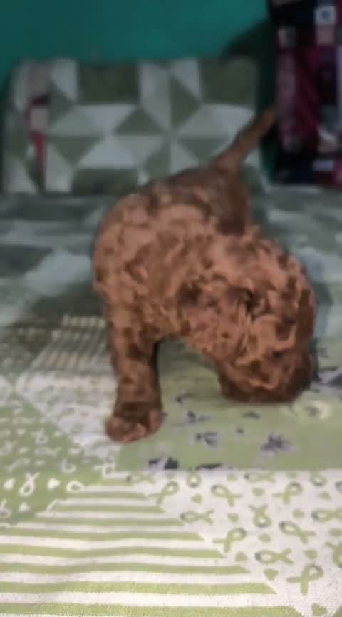 Toy Poodle Puppy, farm video