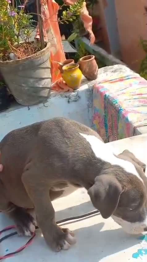 American Bully Pocket Size Puppy, farm video
