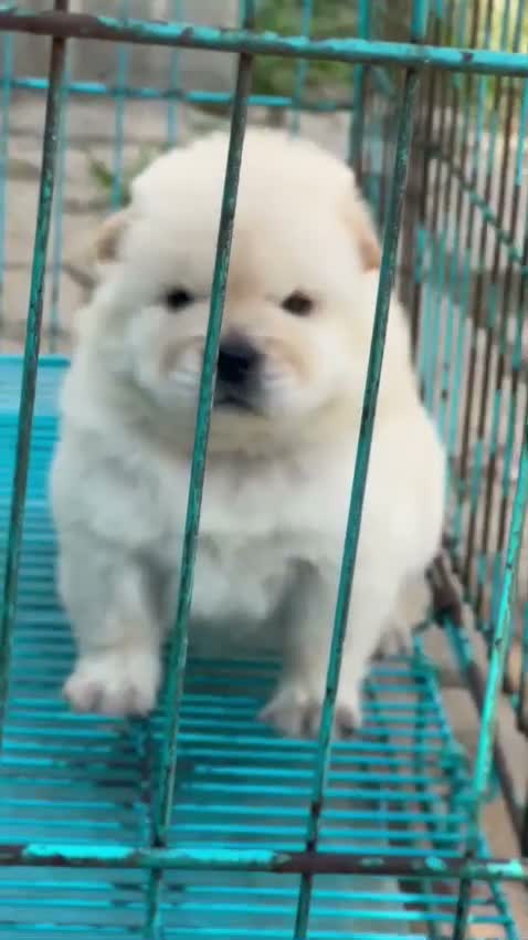 Chow Chow Puppies, farm video
