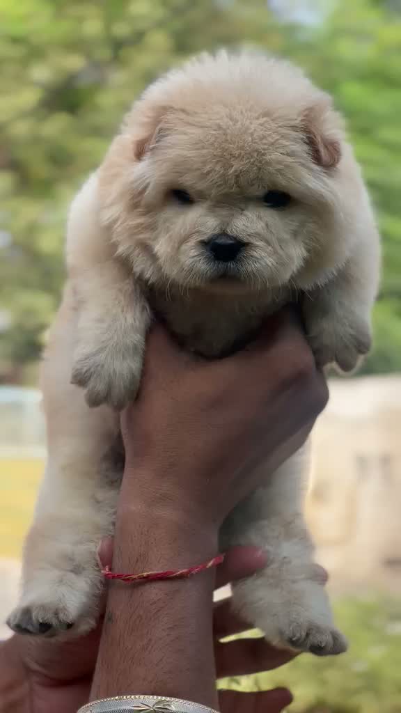 Chow Chow Puppies, farm video