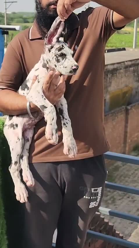 Great Dane Puppy, farm video