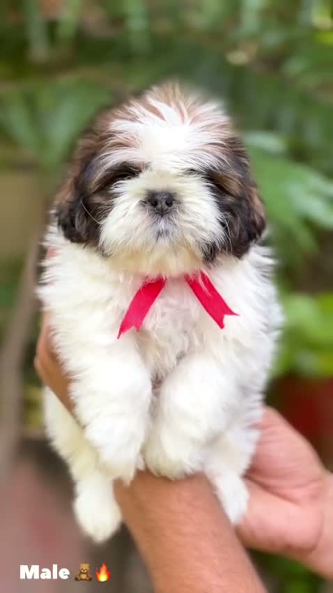 Shih Tzu | Black Color, farm video