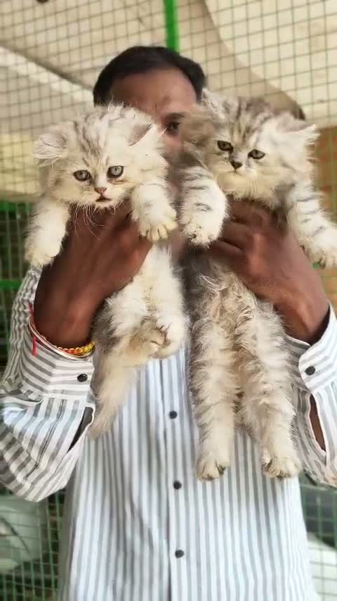 Persian, farm video