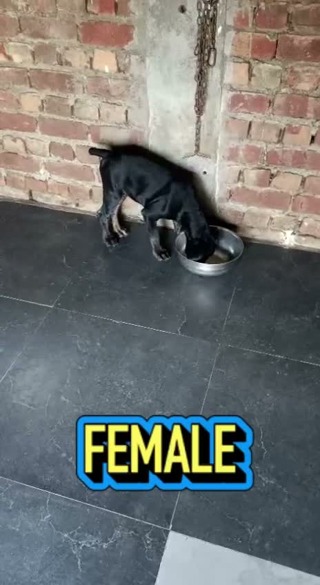 Dachshund Puppy | Brown, farm video