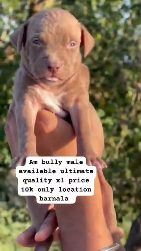 American Bully XXL Size Puppy, farm video