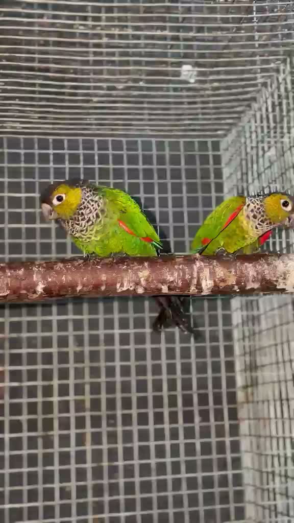 Black Capped Conure, farm video
