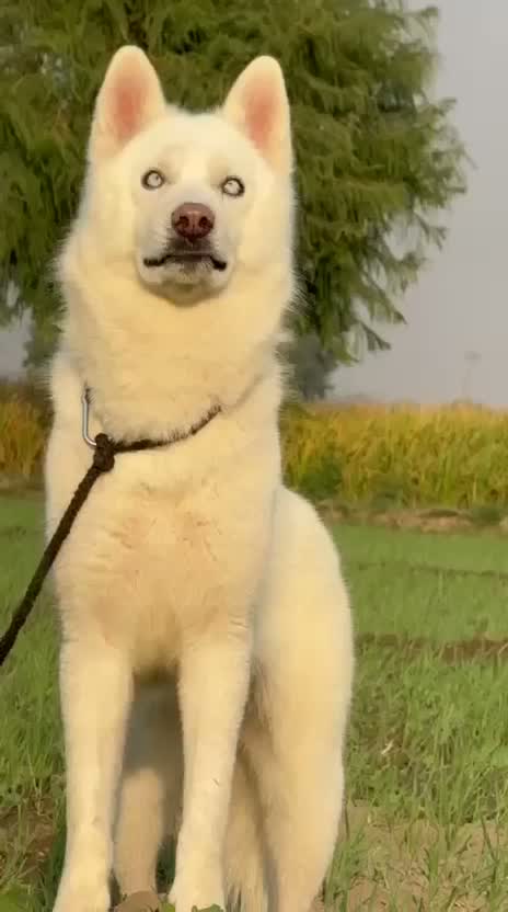 Siberian Husky Puppy | Black & White Color, farm video