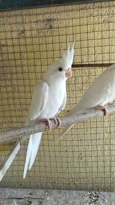 Cockatiel, farm video