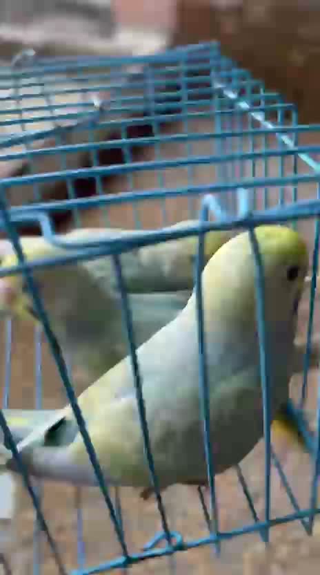 Budgies | Fallow, farm video