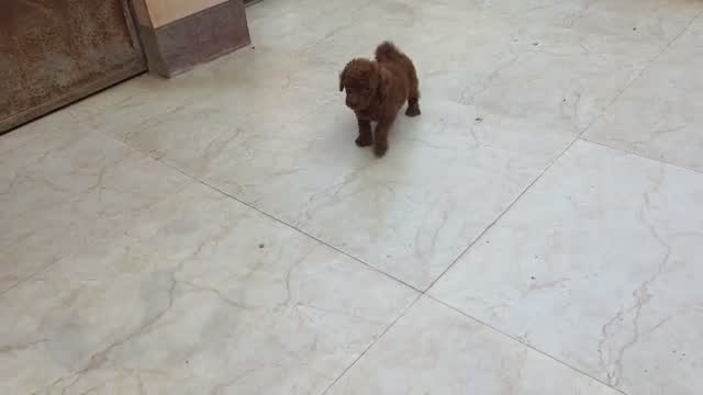 Toy Poodle Puppy, farm video
