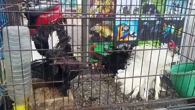 Satin Pigeon, farm video