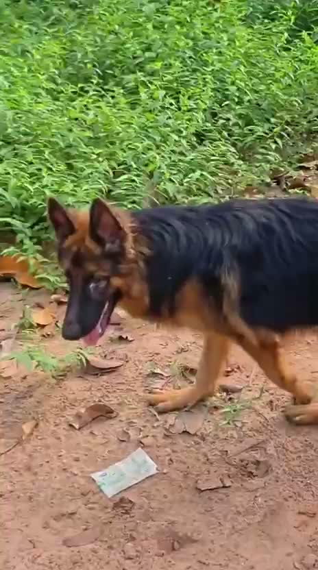 German Shepherd Puppy, farm video