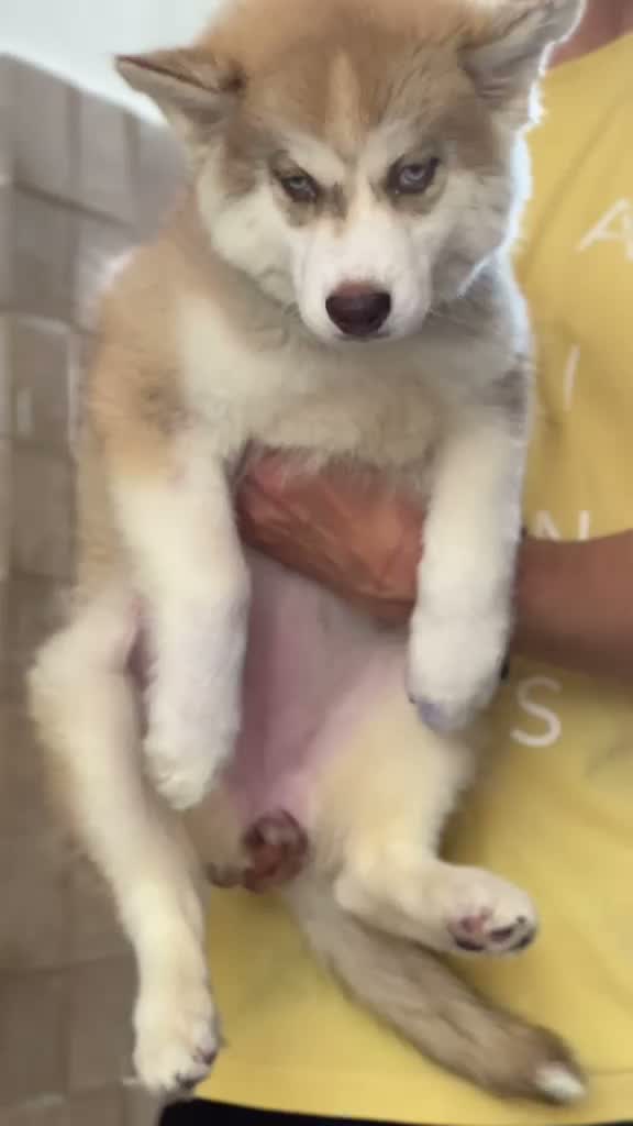 Siberian Husky Puppy | Black & White Color, farm video