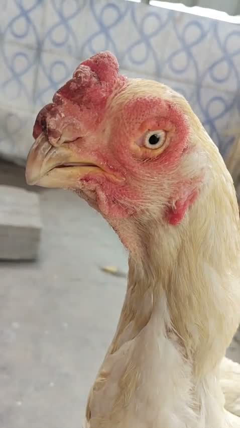 African Grey Parrot, farm video