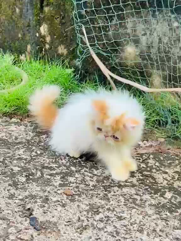 Persian, farm video