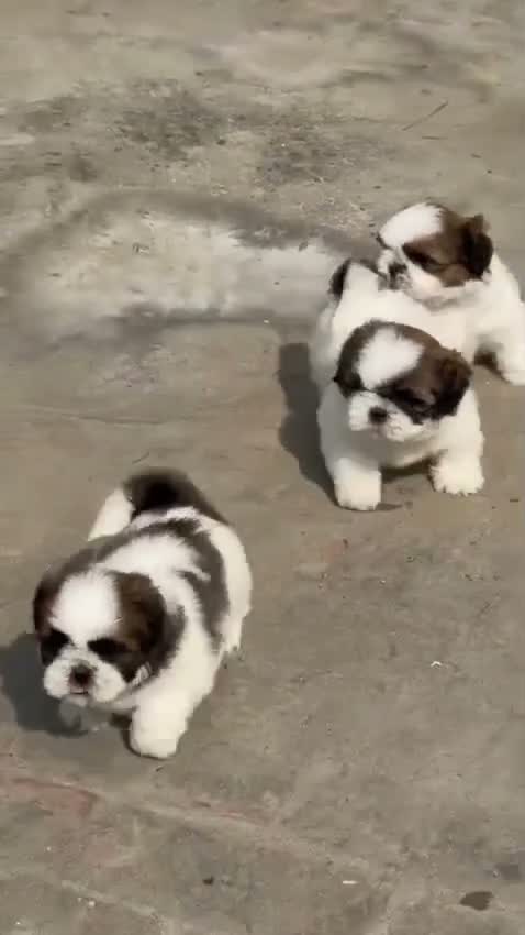 Shih Tzu | Black Color, farm video