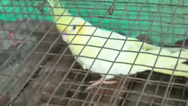 Cockatiel, farm video