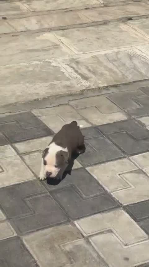 American Bully XL Size Puppy, farm video