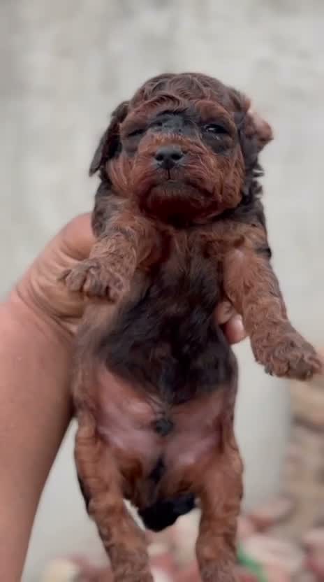 Standard Poodle Puppy | White, farm video