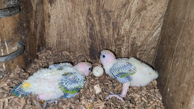 Sun Conure, farm video