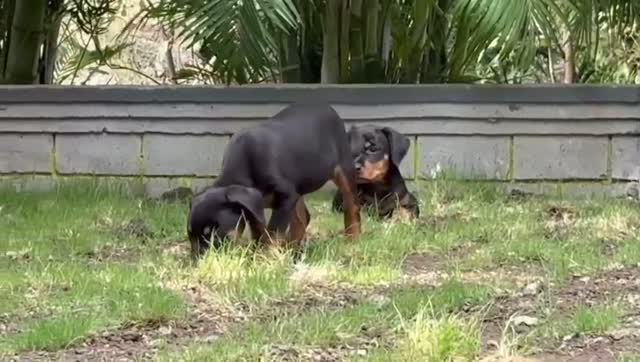 Rottweiler Puppy, farm video