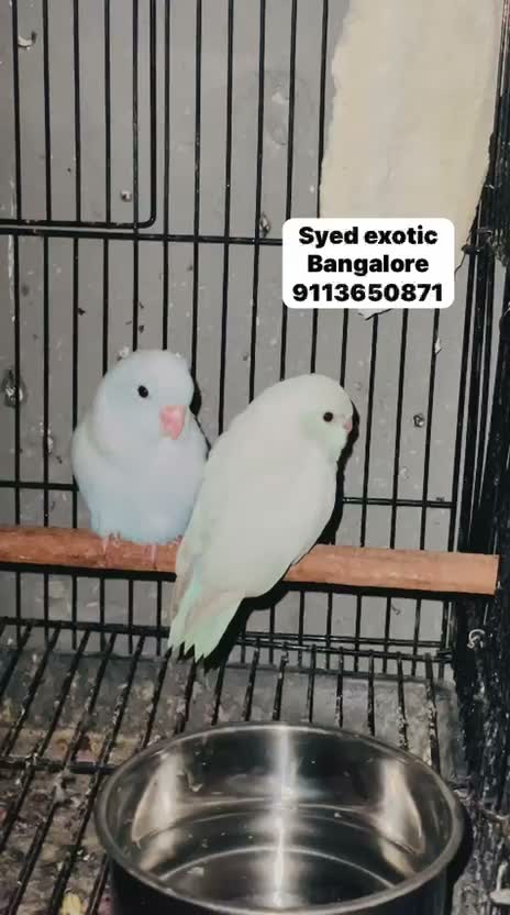 Parrotlet, farm video