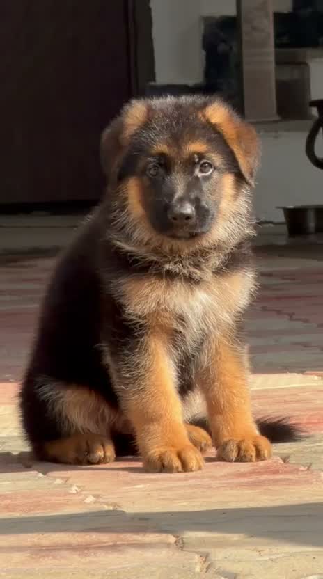 German Shepherd Puppy, farm video