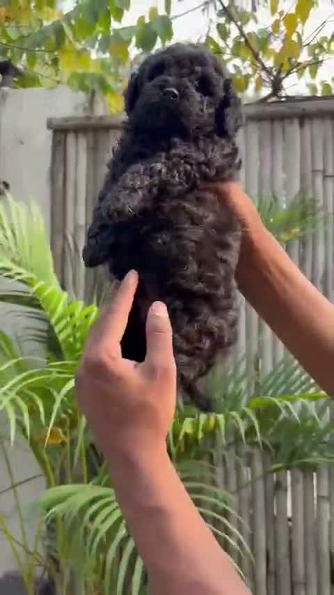 Standard Poodle Puppy | White, farm video