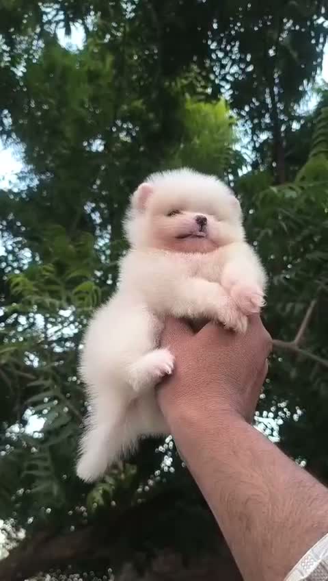 Toy Poodle Puppy, farm video