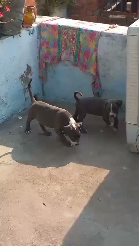 American Bully XXL Size Puppy, farm video