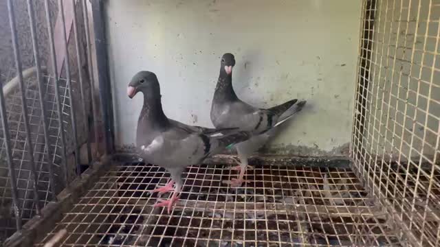 Fantail Pigeon, farm video