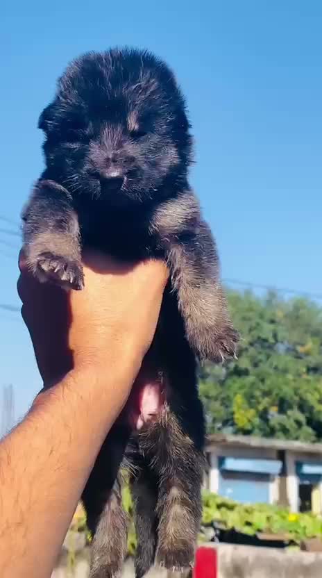 German Shepherd Puppy, farm video