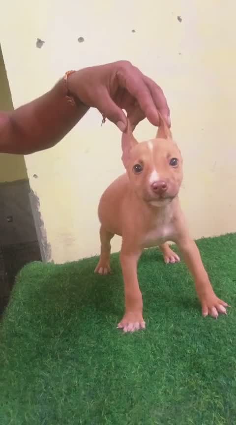 Pitbull Terrier Puppy, farm video