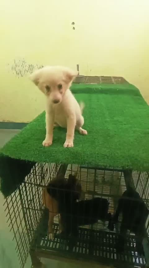 Dachshund Puppy | Brown, farm video