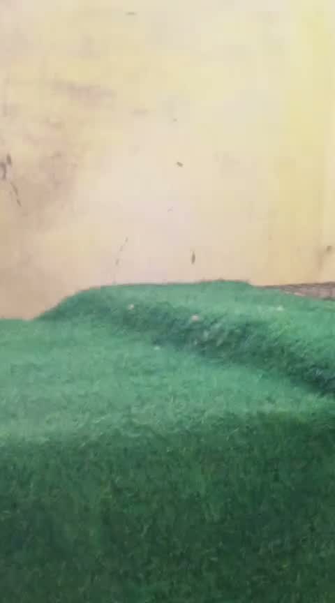 Dachshund Puppy | Brown, farm video