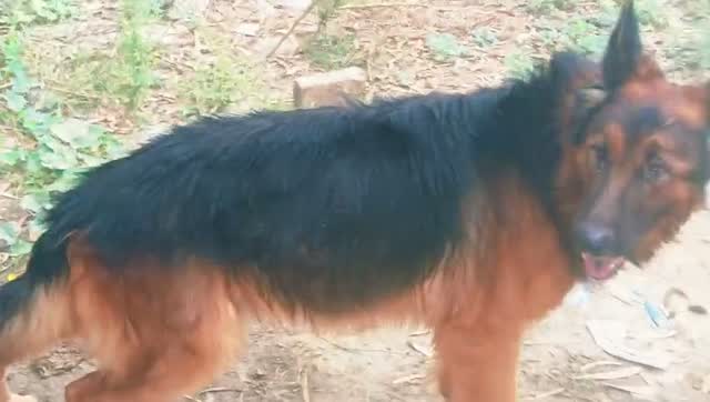 German Shepherd Puppy, farm video