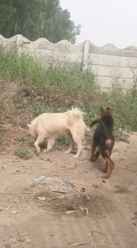 Pomeranian Puppy, farm video