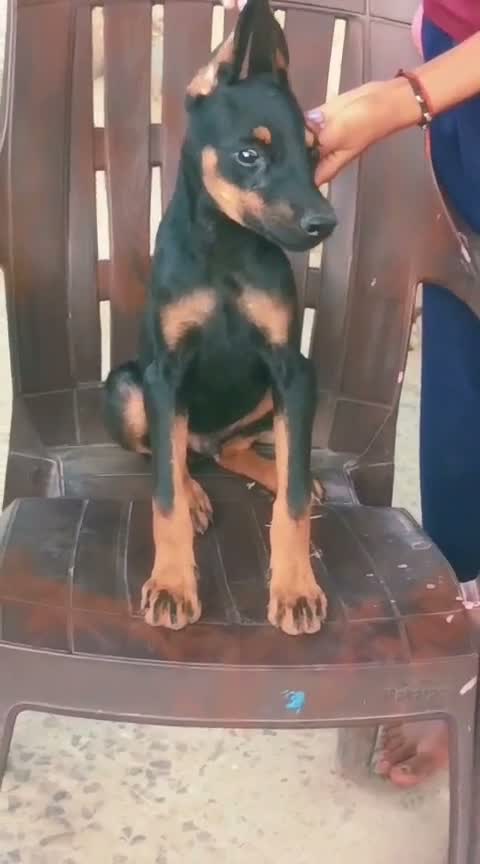 Doberman Pinscher Puppy | Brown & Tan, farm video