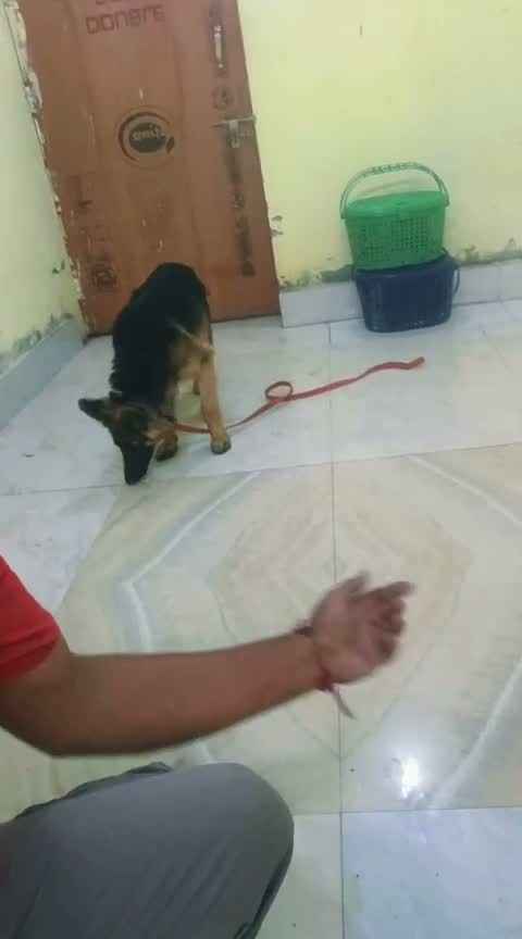 German Shepherd Puppy, farm video