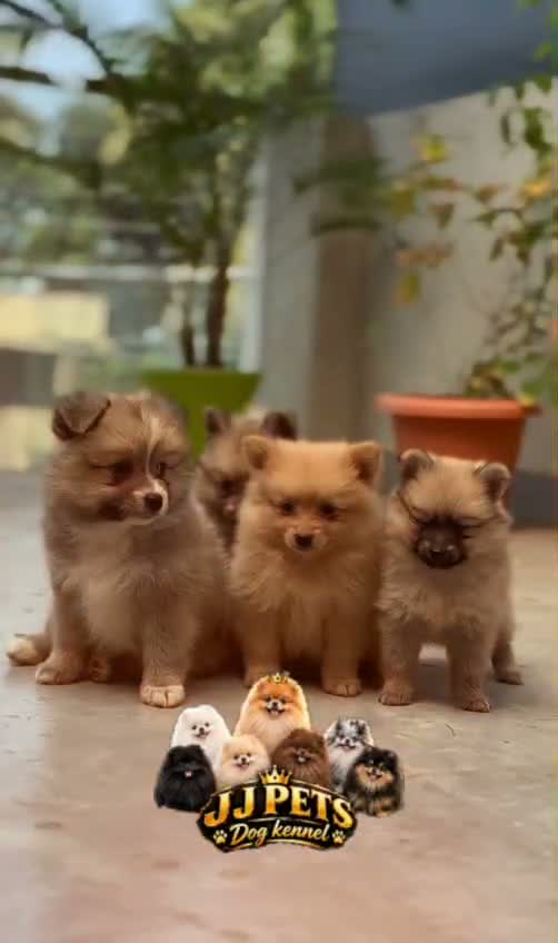 Pomeranian Puppy, farm video