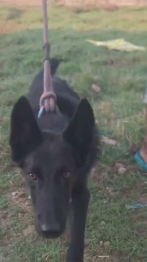 German Shepherd Puppy, farm video