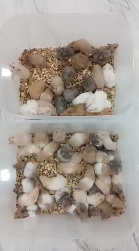 Dwarf Hamster Babies | Adults, farm video