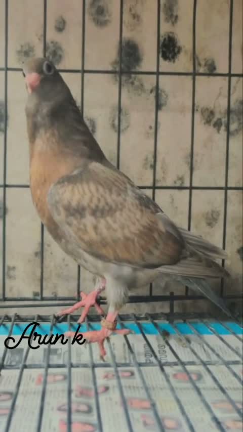 Fantail Pigeon, farm video