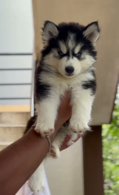 Siberian Husky Puppy | Black & White Color, farm video